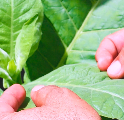 agroquimicos rejol productos para el campo